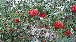 ФУТАЖ АЛЫЕ ГРОЗДЬЯ РЯБИНЫ