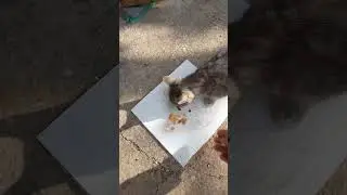 Ой! какой я молодец!! #море #cat #ежик #шортс