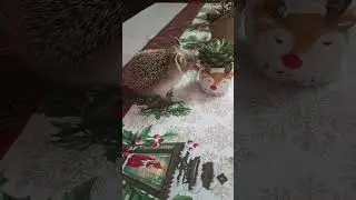 ЁЖИК АТАКУЕТ цветок на столе