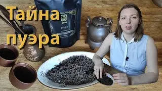 Завариваем ПУЭР. ШУ и ШЭН пуэр. Технология производства чая пуэр | Чайгород