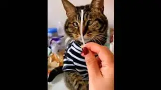 KUCING PUNYA CERITA ‼️ SAMPAI ADA YANG MINTA MAAF KE KANJENG RATU #justforfun #catlover #cat