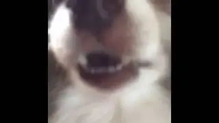 Arf Arf
