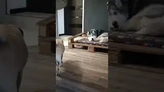 Печалька