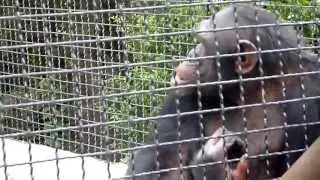 Chimpanzees are hungry Шимпанзе