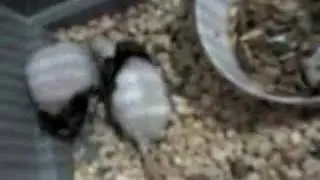 Topolino Mus Musculus