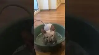 Приучение к водным процедурам, Донского сфинкса!
