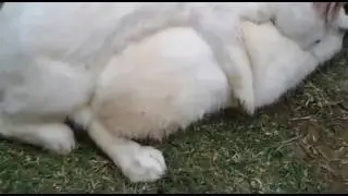 Rabbit meting ph video