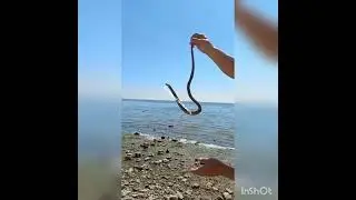 Уж водяной с Азовского моря - Всё хочу на свете знать !