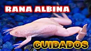 Albino Frog Care (Xenopus Laevis)