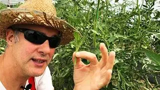 Potatura Pomodori: Strumenti e Tecniche Efficaci
