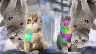 Welcome to kitty city // Not og// Trigger warning