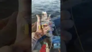 всю мелочь домой #отдых #рыбалка #fishing