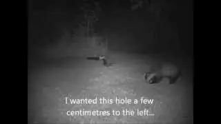 badgers doing some gardening for us...