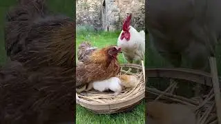 The rooster is wondering how to hatch a litter of dogs 