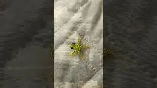 клава поняла что она очень красивая жаба🐸