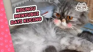NOUNOU MENYUSUI BAYI KUCING