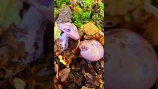 I found a Wood Blewit / Autumn mushroom /  #gourmetmushroom #foraging #mushroompicking #fungi