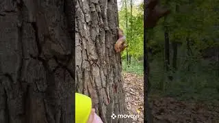 Как приручить белку