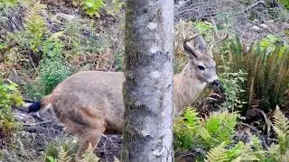Blacktail buck British Columbia