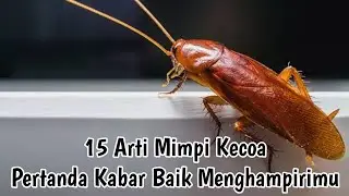 15 ARTI MIMPI KECOA