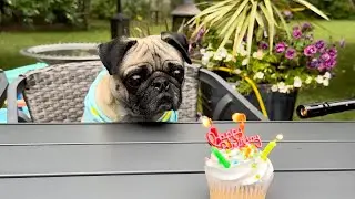 Bowser's 4th Birthday Party