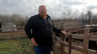 Закупили 250 голов, варим сыр, продаем молоко!