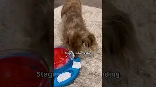 He is obsessed 😅 #dachshund #dog #dogpuzzle #dogenrichment