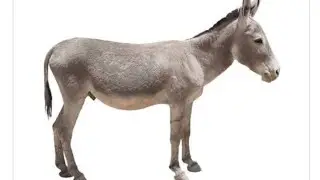 Ишки Дехоти кисми 9 точики пурра