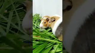Woot! Woot! Guinea pigs Purr #Shorts