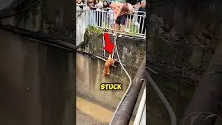 Brave Men Help Dog 😍