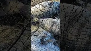 Сегодняшний улов.Рыбалка в Ялте на зубаря.