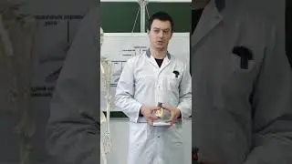 Преподаватель анатомии и физиологии человека МК им. Башларова Шахназаров Гаджи Ибадуллаевич