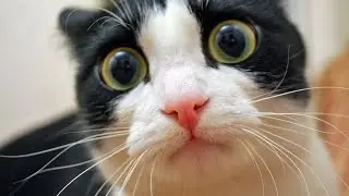 8 Things That Piss Off Cats