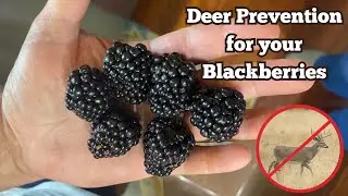 Deer Prevention For Your Early Blackberry Sprouts
