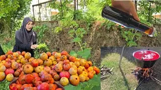 الطريقة الأصح و الأسهل بالعالم 👌 لعمل دبس الرمان الحقيقي