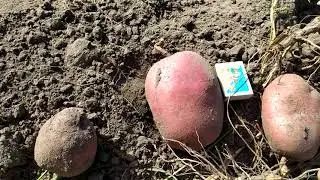 Середньопізній сорт картоплі Дарунок осені