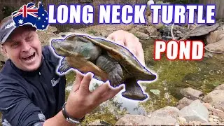TURTLE POND and STREAM in Australia