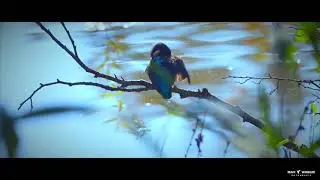 kingfisher