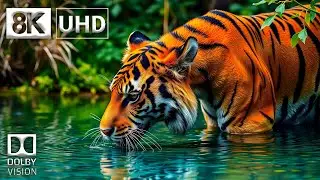 Gleaming 8K Video - Dolby Vision HDR (4K Video ULTRA HD) 120 fps