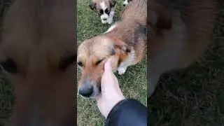 Хвостики в полном составе🐕×6 🤍