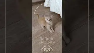 ПАПКИН БРОДЯГА