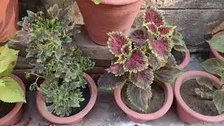 Different ideas for planting|how to use waste utensils for growing plants