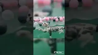 спосиба за 68 подпищиков 😚