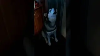 Маламут поёт мороз....