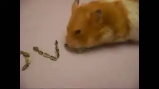 Harry the Hamster spells I LOVE You