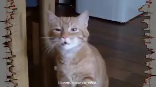 котейки