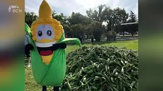 Annual Taber Cornfest runs until August 24 |  August 22, 2024 | Heidi Echavarria | Bridge City News