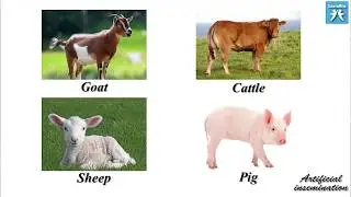 Artificial insemination I - AR456