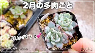 [Succulents] Potting grown leaf cuttings [Gardening]