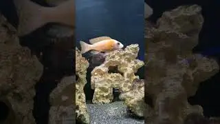 Аквариумные Рыбки в Германии